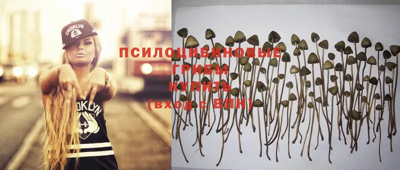 Псилоцибиновые грибы Psilocybe  цена   Вытегра 